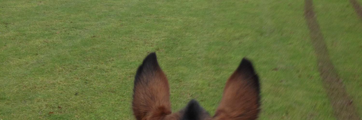 Sarah Middlemiss banner