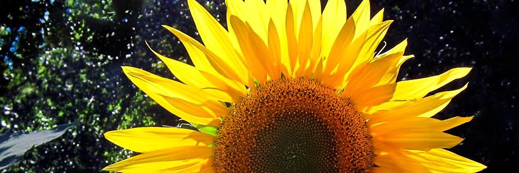 laumoga89's profile banner image