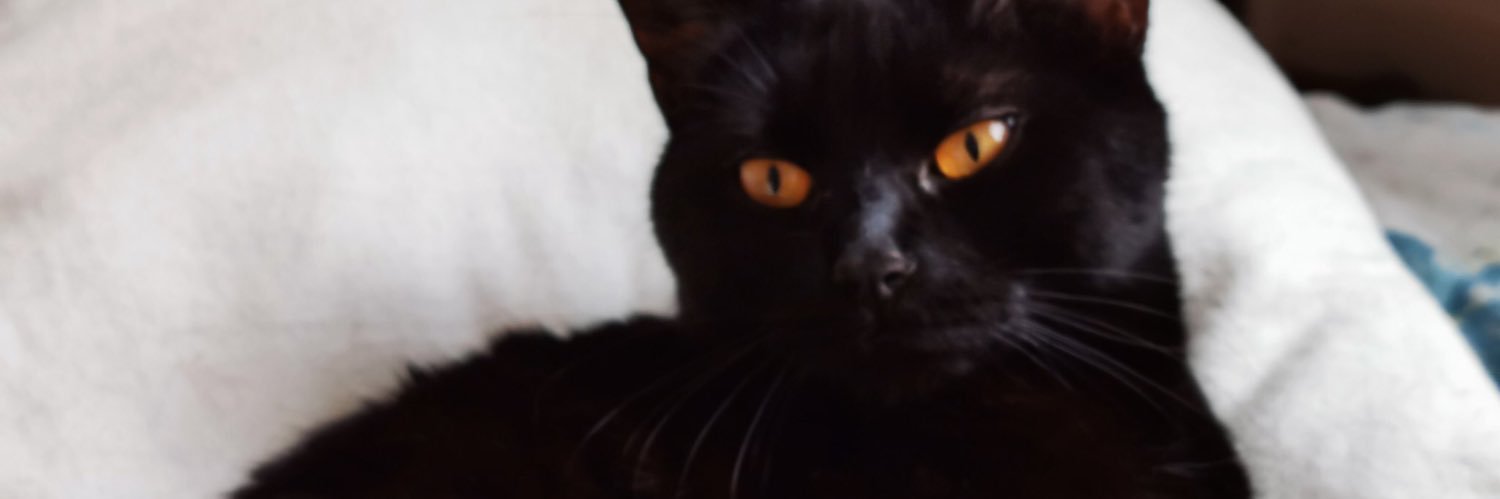 lemonsakuraa's profile banner image