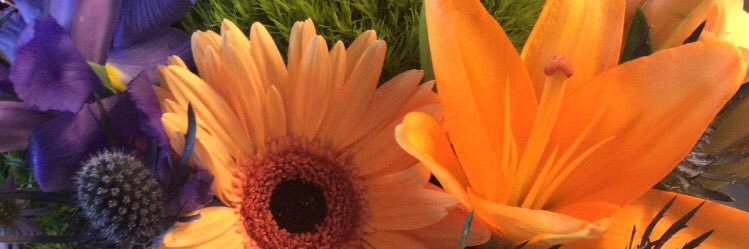 sarabonadies's profile banner image