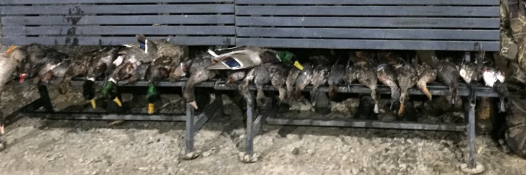 Archer Price banner