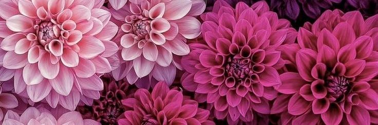 D_wealthychic's profile banner image