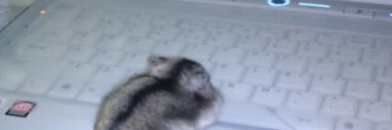 𝖑𝖚𝖈𝖆𝖘 banner