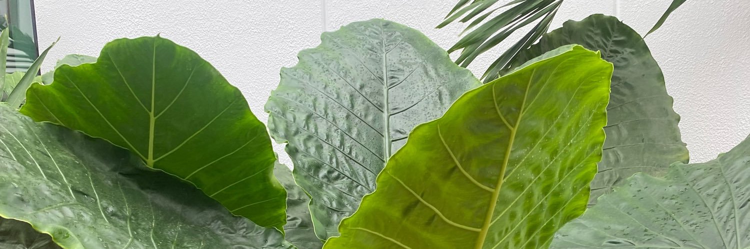 Sachoux_'s profile banner image