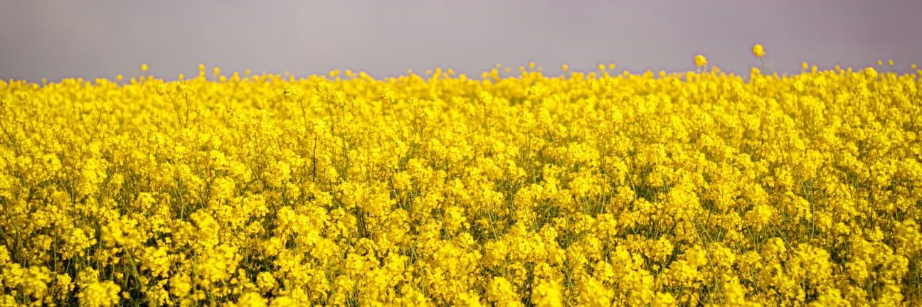 blomxiblom's profile banner image