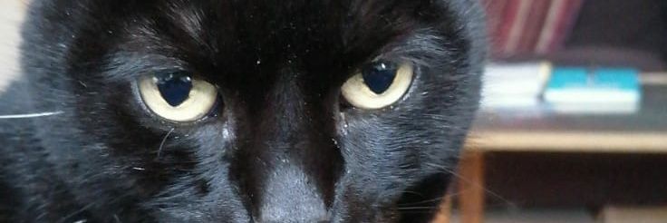 Claire Bradshaw banner