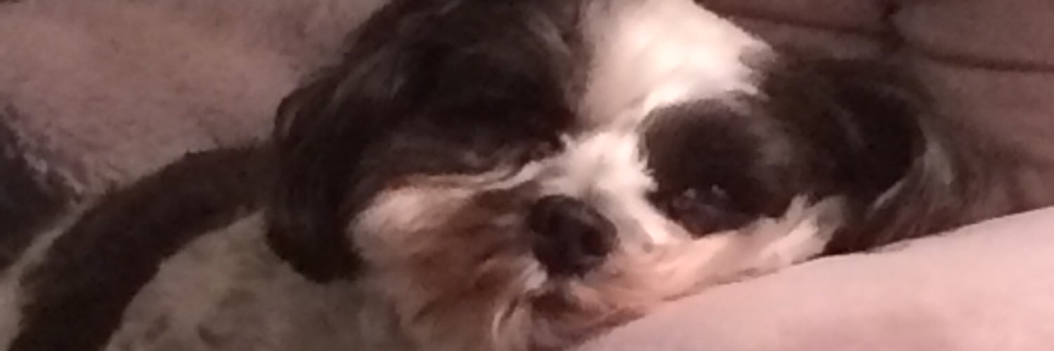 danielle82274's profile banner image