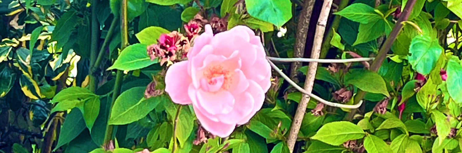 AshHasThoughtss's profile banner image