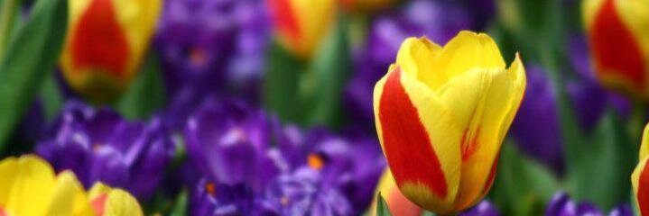 marta_trier's profile banner image