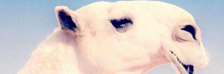 naaif_x's profile banner image