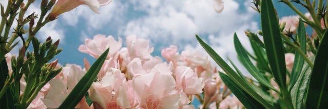 earlblouse's profile banner image