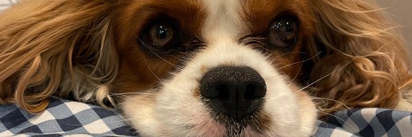 lovechess Profile Banner