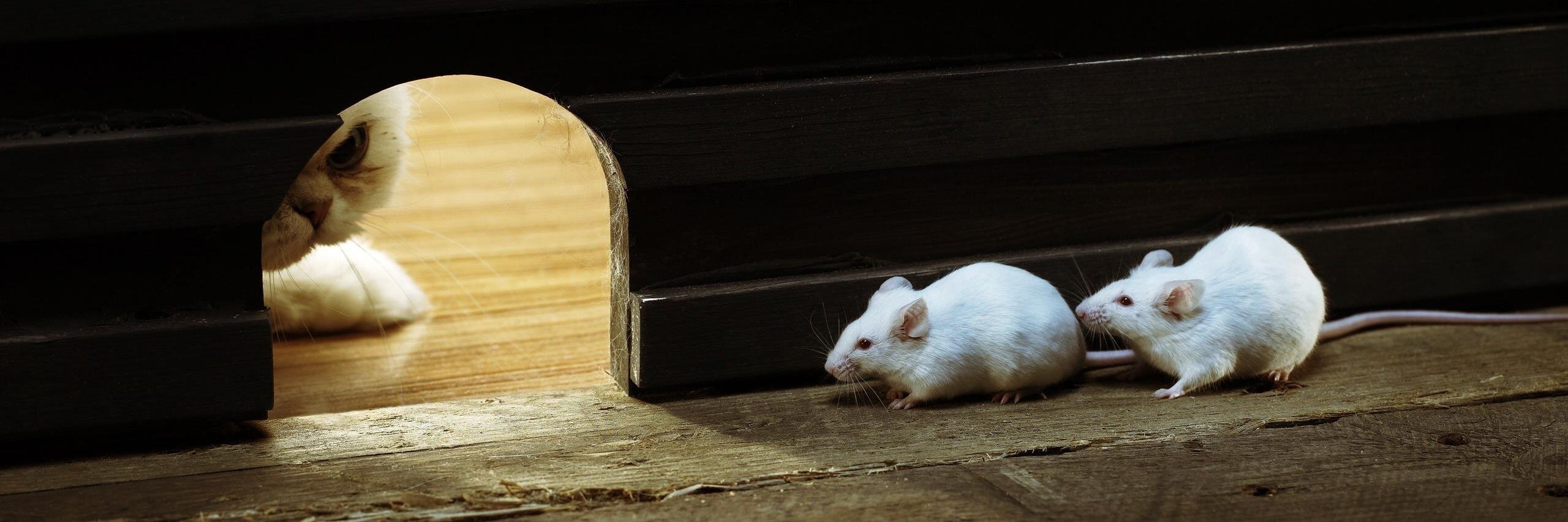 Mousecat12's profile banner image
