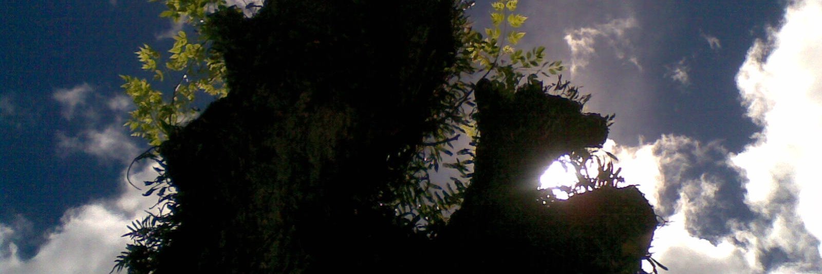tai_sky's profile banner image