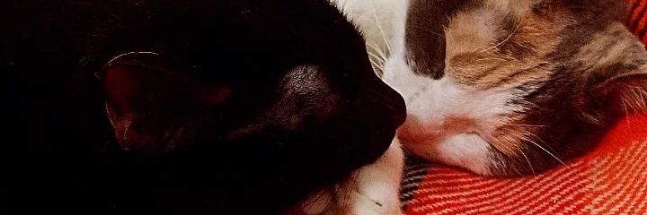 xerecapunk's profile banner image