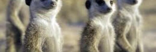 PhoenixrisingF3 Profile Banner