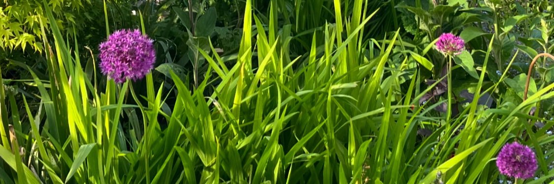 AdelinaCoHe's profile banner image