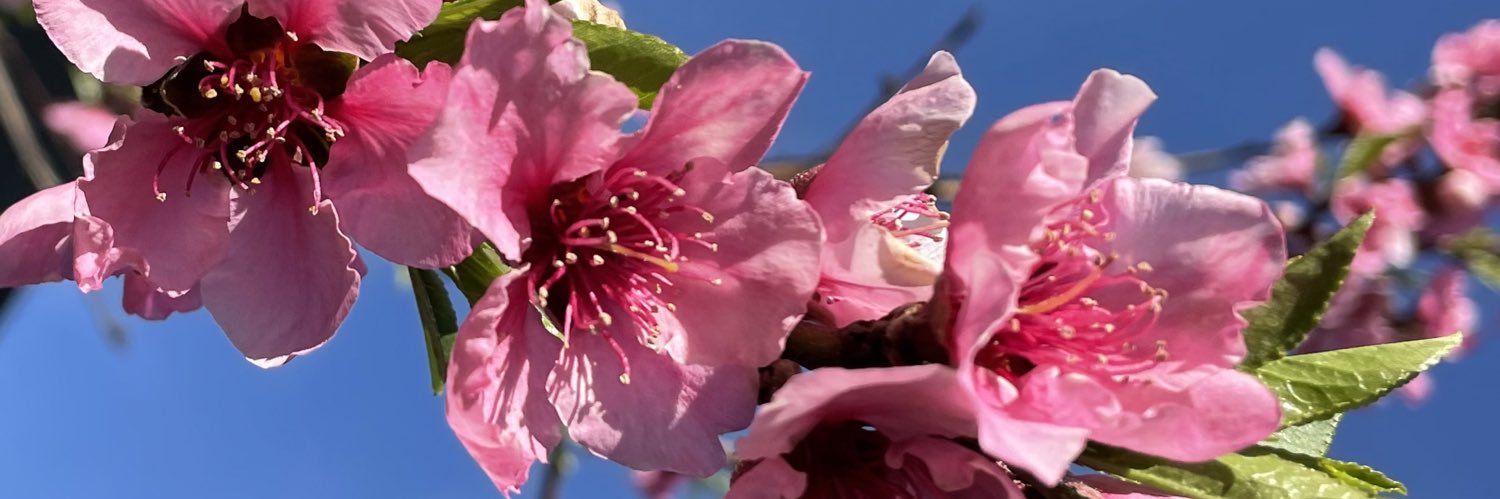 msmaffioli's profile banner image