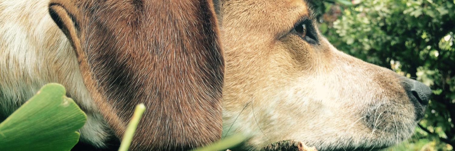 Hezekias (Hez) 🐧 banner