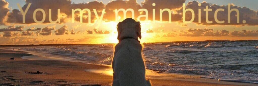 Golden Retrievers banner