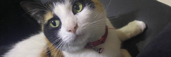 NoesJaz Profile Banner