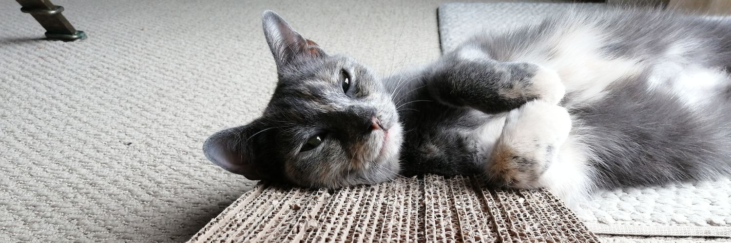 ShowMeTheTuna's profile banner image