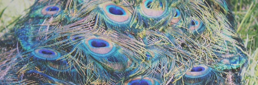 surrealost's profile banner image
