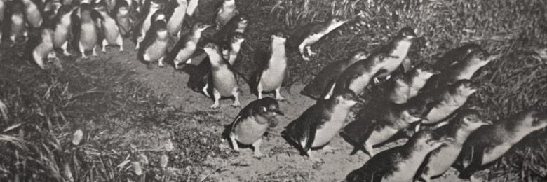 Natalie Hebert banner