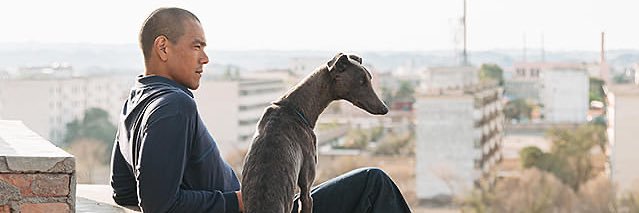 キンセンカ/pot marigold🇯🇵 banner