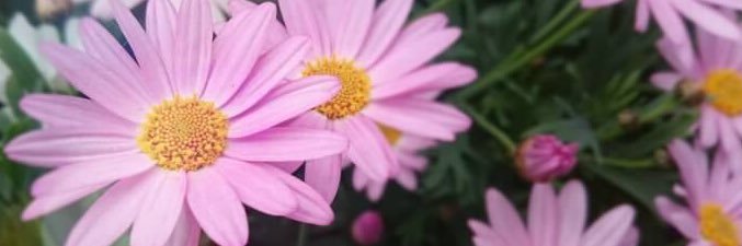 しらす banner