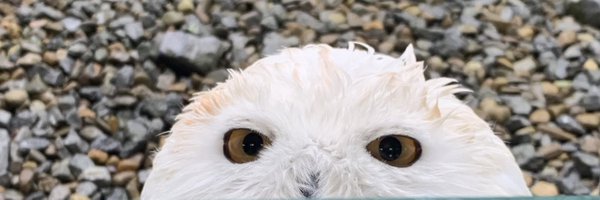 matthewherper Profile Banner