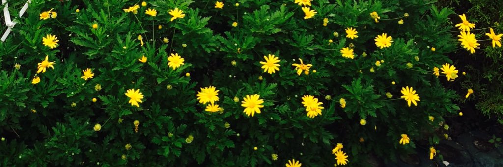 mariatheabianca's profile banner image