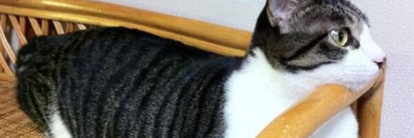 nekoruri Profile Banner