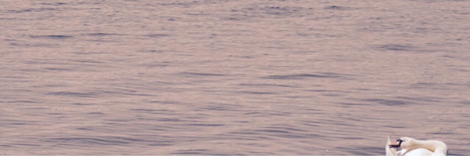 Ripap70's profile banner image