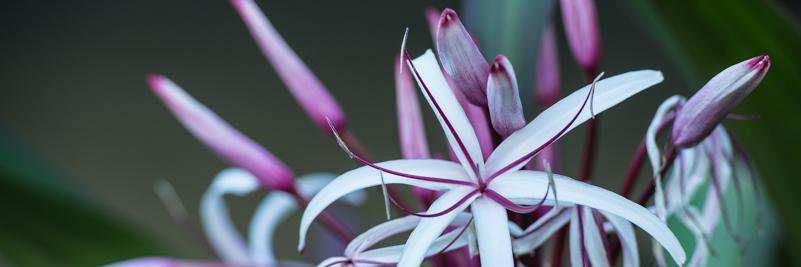 Sarah Bloom banner