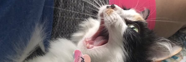 shelbsofawesome Profile Banner