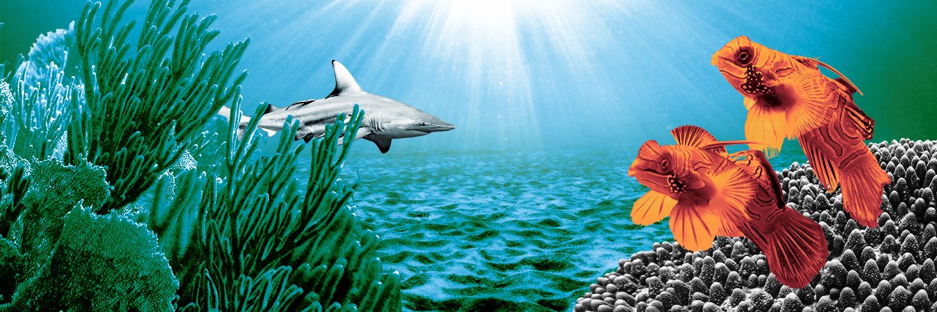 The Ocean Project banner