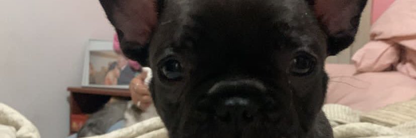 chulaocampo_'s profile banner image