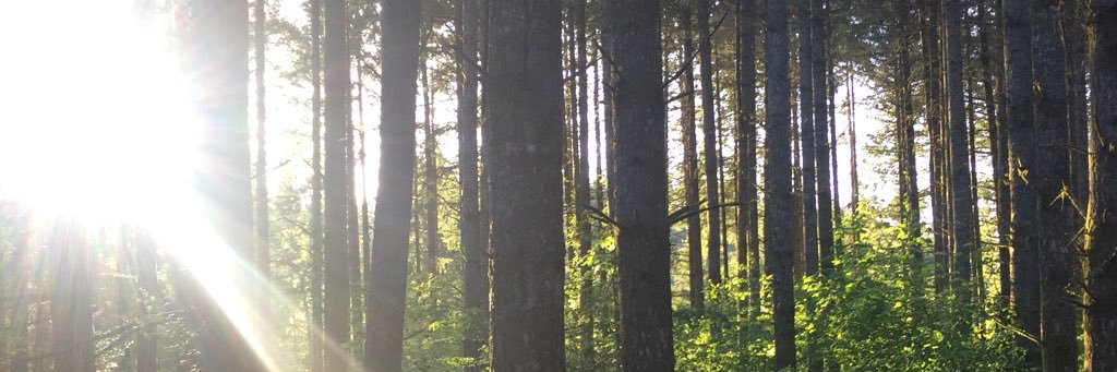 GrillMasterWeb's profile banner image