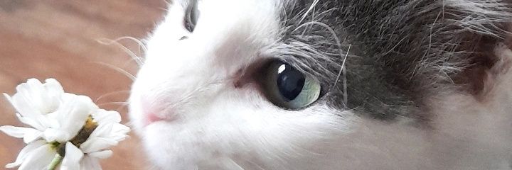 SebaGama's profile banner image