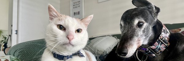 Haylinator Profile Banner