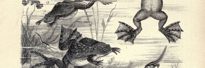 Susan Whittemore banner