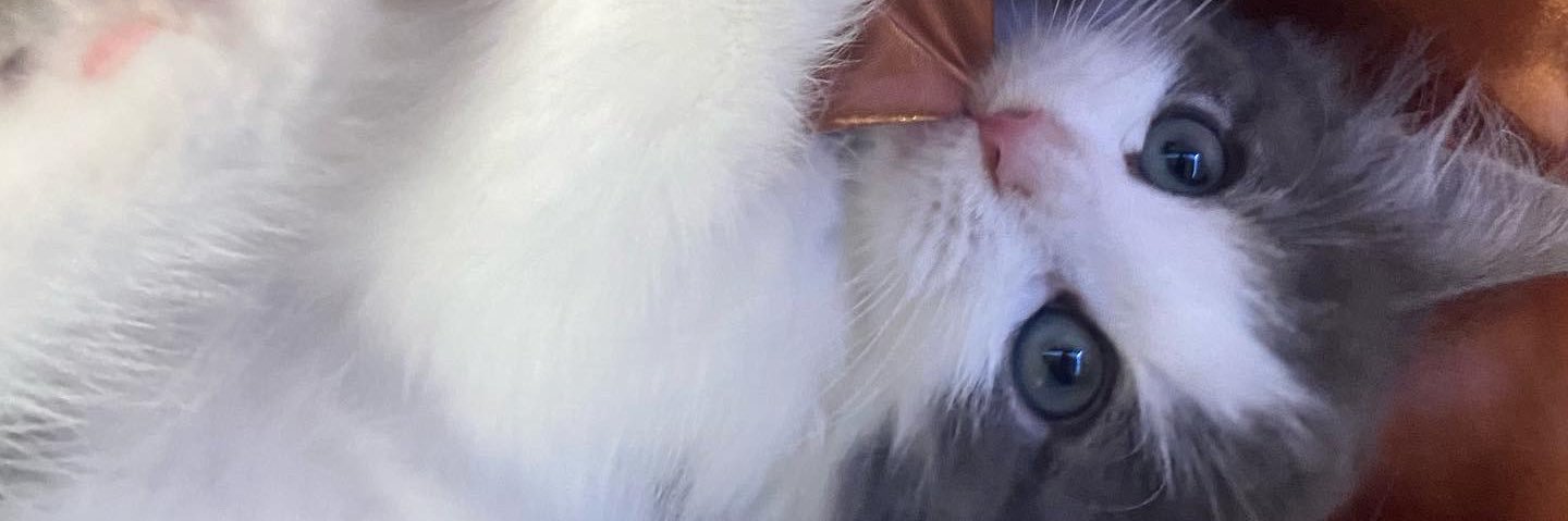 n0n__0's profile banner image
