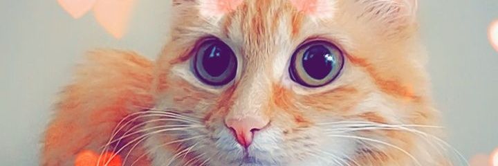 KimiGoesMeow's profile banner image