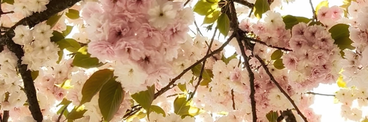 ABorealis2025's profile banner image