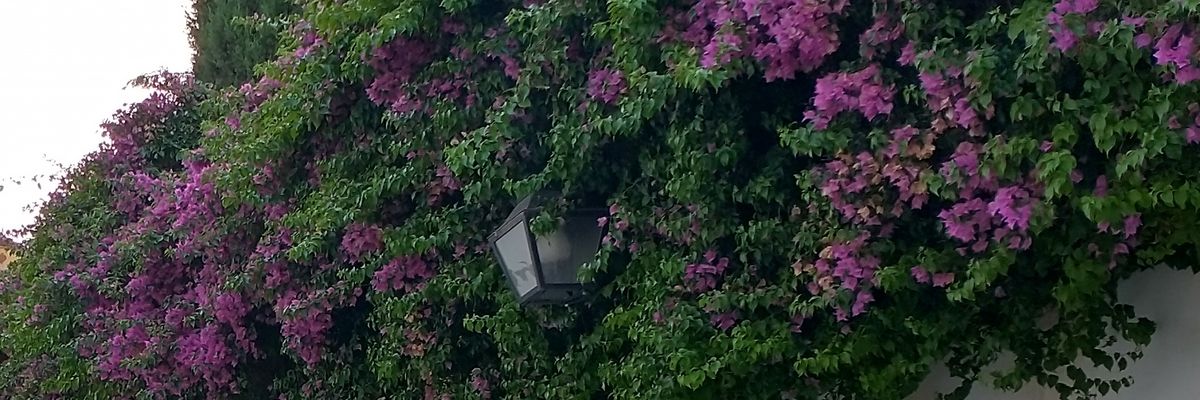 Lesavidabella's profile banner image