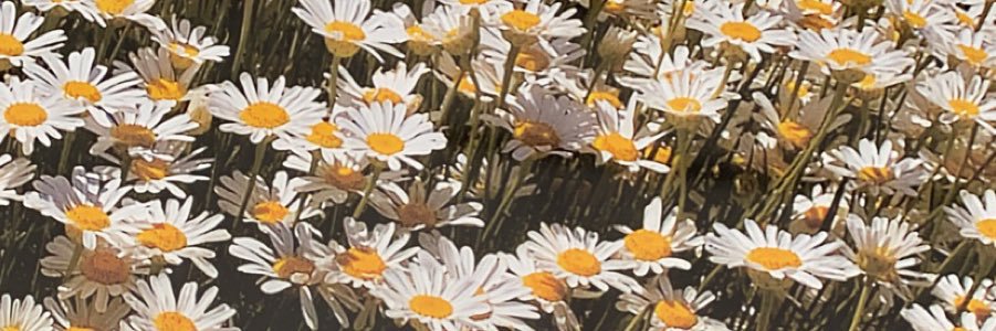 rhyhowell's profile banner image