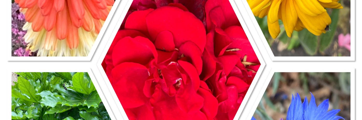 Susan Bushnell banner