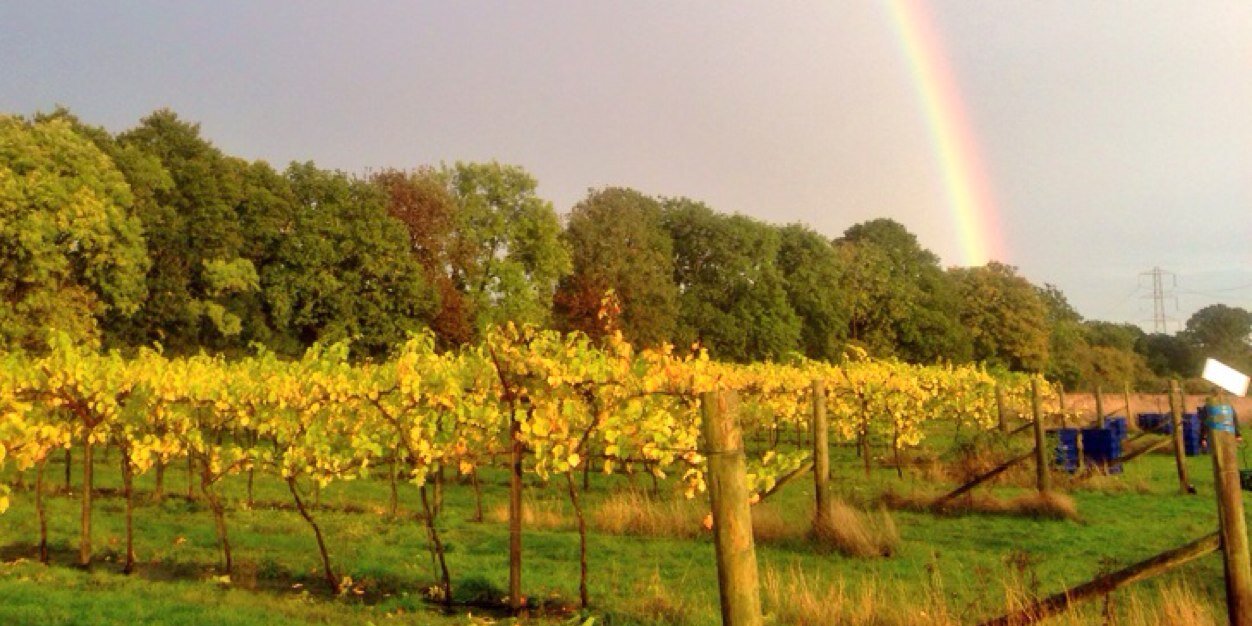 SGwineman's profile banner image