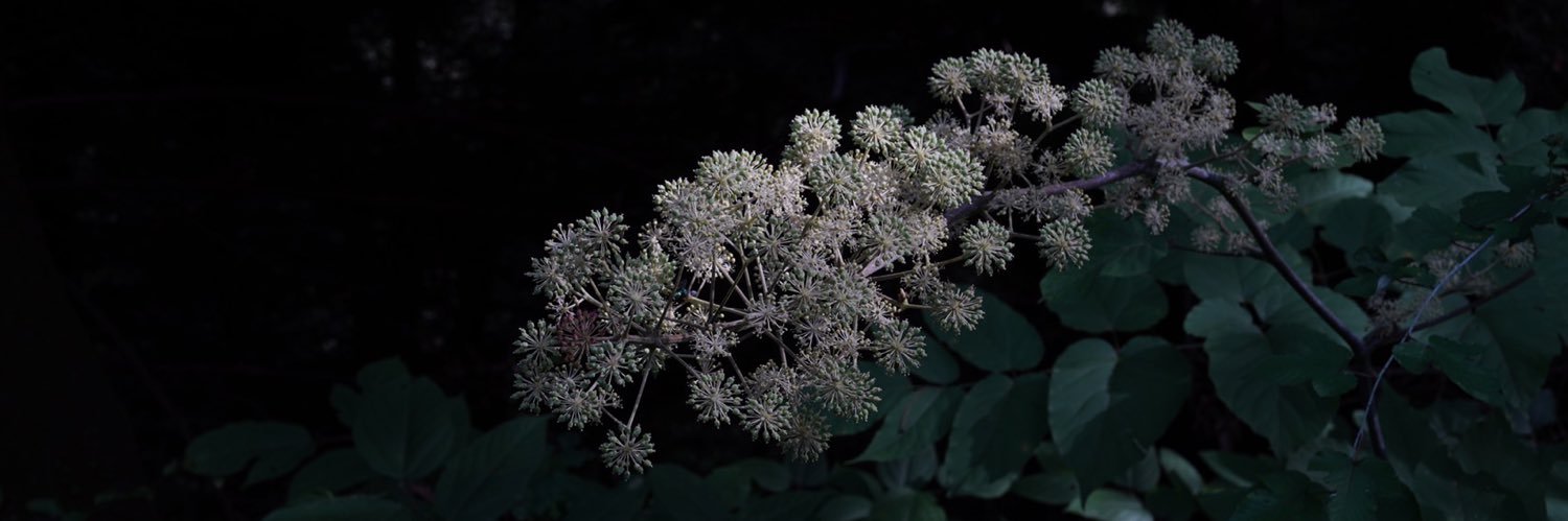 復活のなたね完全版 banner